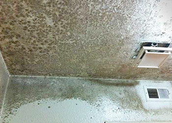 What You Should Do If You Find Black Mold In Bathroom Ceiling