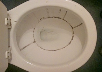 Black Mold in Toilet