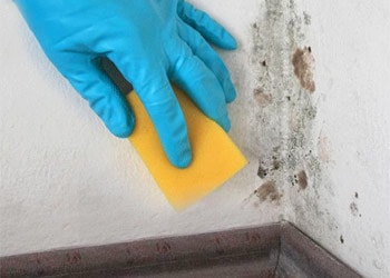 Is Bleach Mold Effective to Kill Mold
