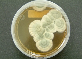 Penicillium Mold Allergy