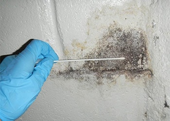 Remove Mold Inspection through These Ways