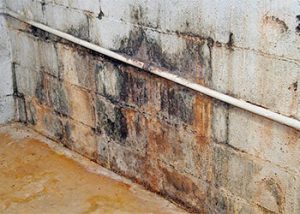 Remove Mold in Basement DIY Projects