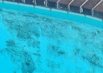 How To Kill Black Mold In Pool