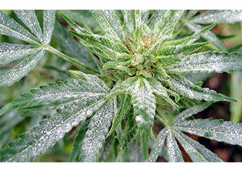 White Mold Cannabis Plants