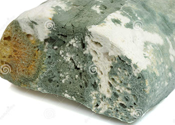 Green Mold On Bread Dangerous