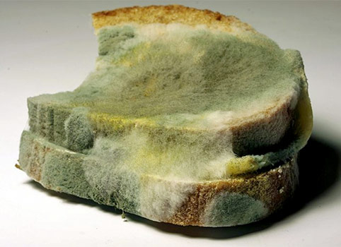 Green Mold on Bread
