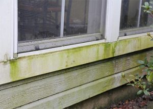 How to Remove Green Mold on Siding