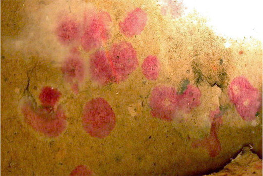 Red Mold on Wall