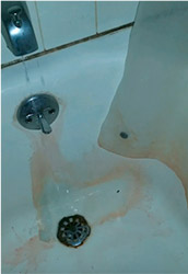 Pink Mold in Toilet