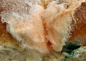 Pink Mold On Bread