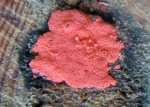 Pink Mold On Wood