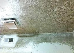 Moldy bathroom ceiling