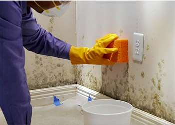 Remove Mold From Walls