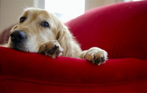 How Mold Can Harm Your Dog