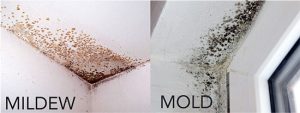 Mold VS Mildew