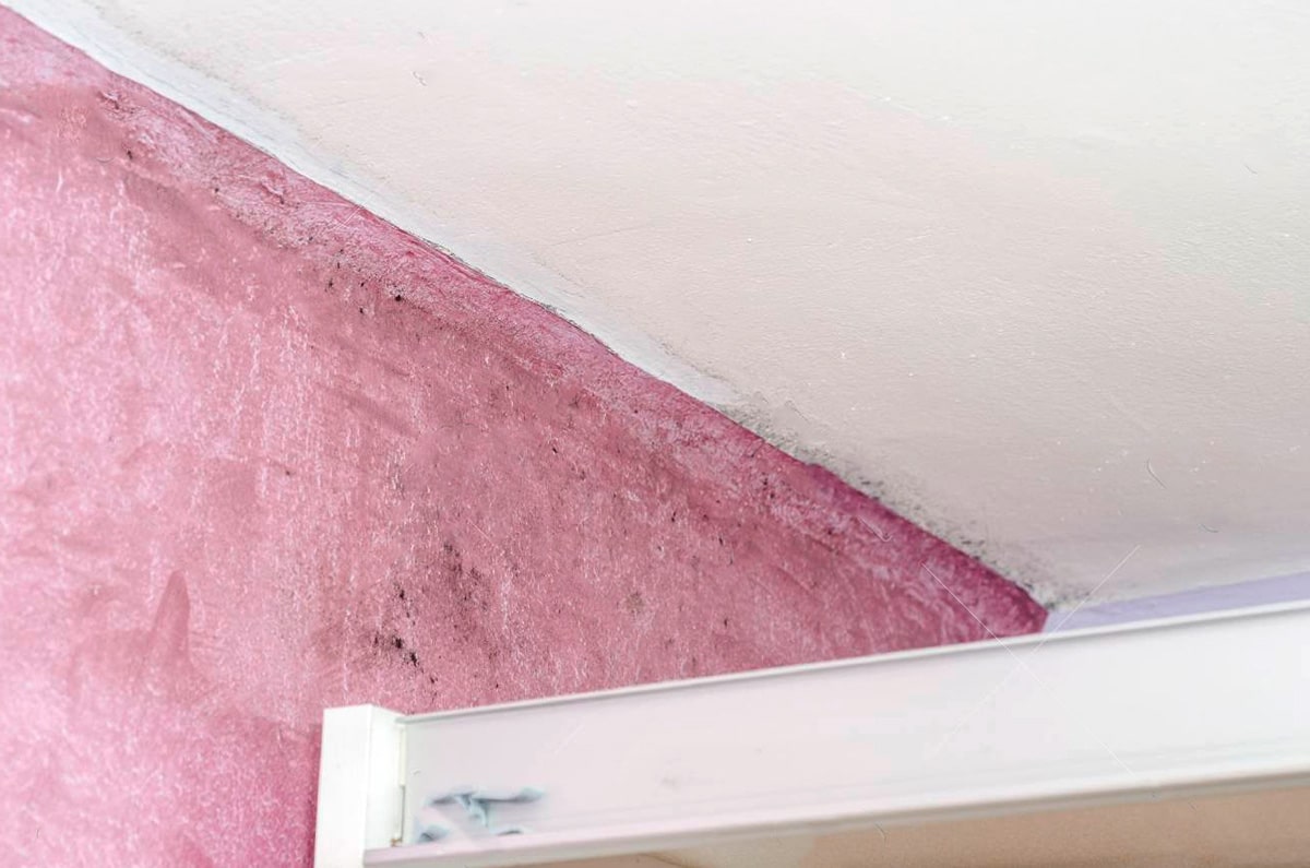 Pink Mold on the Wall