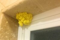 Yellow Mold From Shower