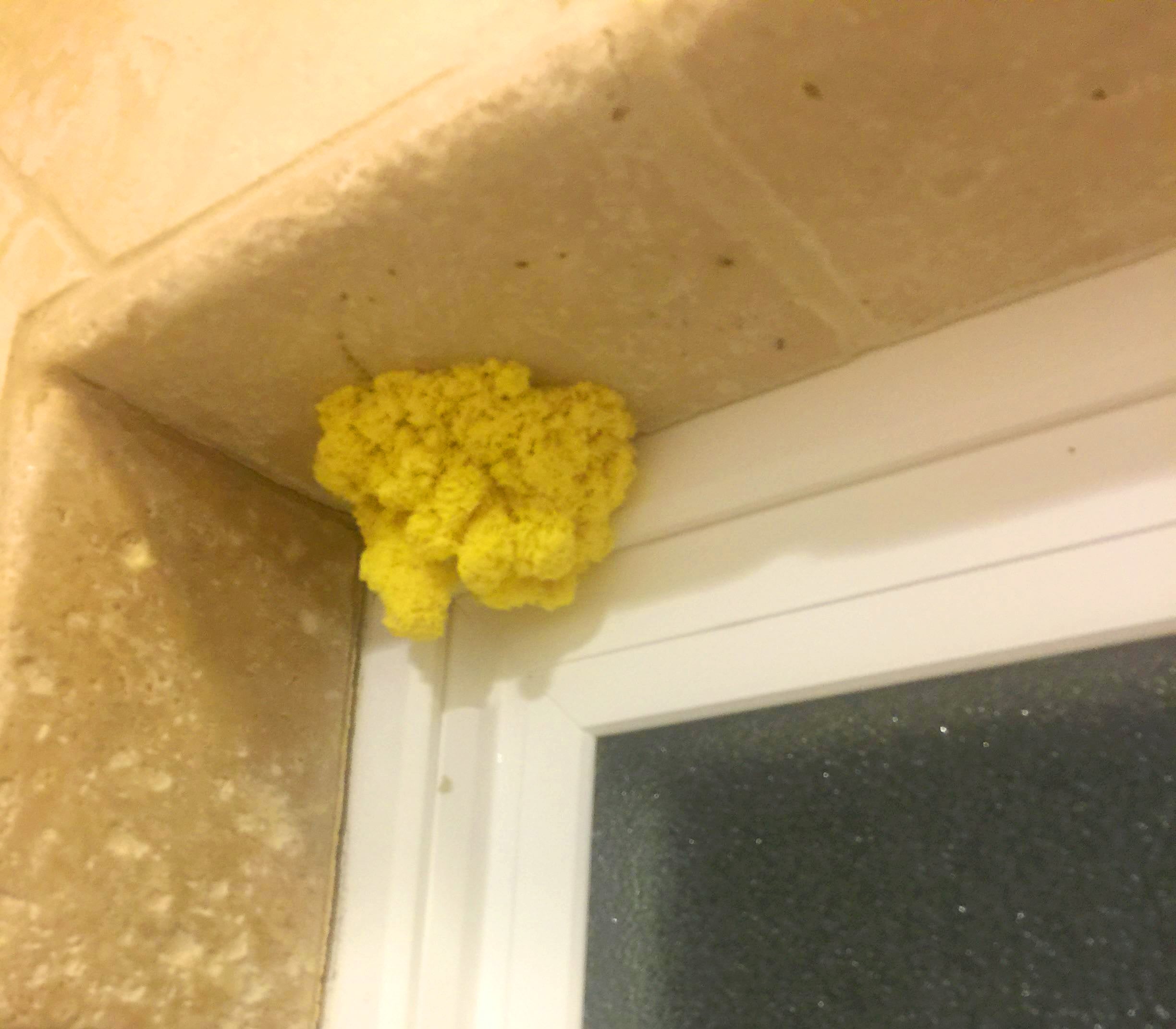 Yellow Mold From Shower
